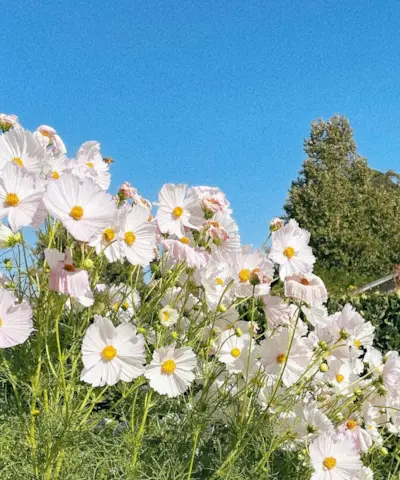 romantizuoti savo gyvenimą pavasariui