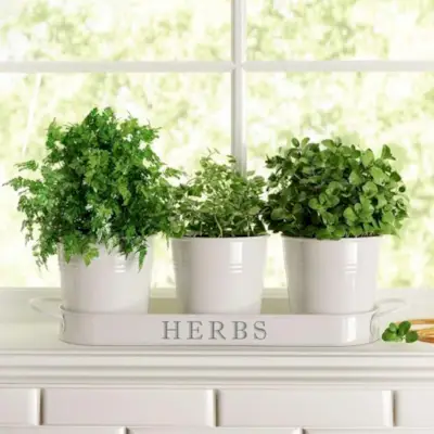 Plantes metàl·liques en test