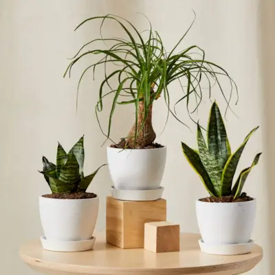 Collection de plantes facile à pois